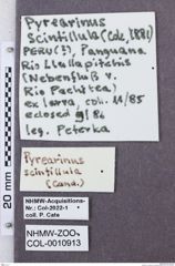 Etikette zu Pyrearinus scintillula (NHMW-ZOO-COL-0010913)